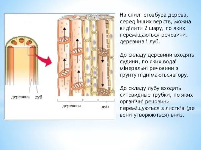 На спилі стовбура дерева, серед інших верств, можна виділити 2 шару,