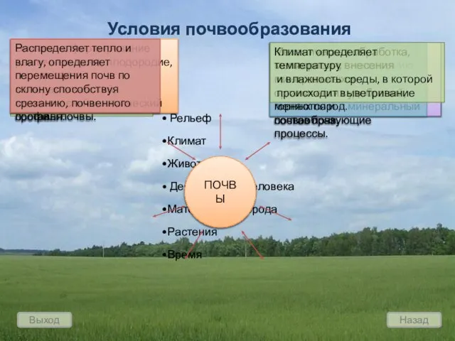 Рельеф Климат Животные Деятельность человека Материнская порода Растения Время ПОЧВЫ Условия