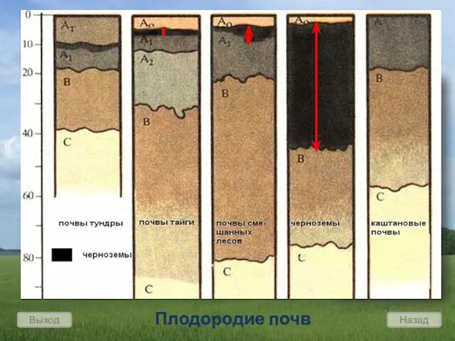 Плодородие почв зависит от мощности горизонта накопления Выход Назад 1. Важнейшим