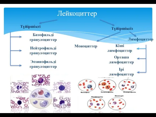 Лейкоциттер Түйіршікті Түйіршіксіз Базофильді гранулоциттер Нейтрофильді гранулоциттер Эозинофильді гранулоциттер Кіші лимфоциттер