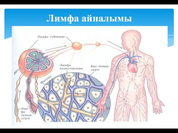 Лимфа айналымы