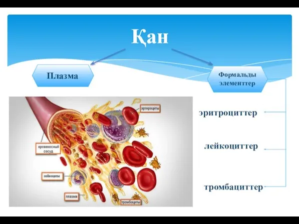 Қан Плазма Формальды элементтер эритроциттер лейкоциттер тромбациттер