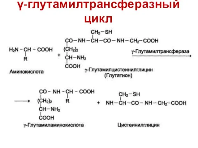 γ-глутамилтрансферазный цикл