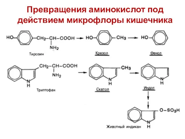 Превращения аминокислот под действием микрофлоры кишечника