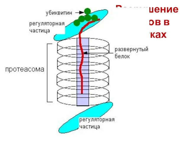 Разрушение белков в клетках