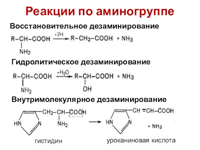 Реакции по аминогруппе Восстановительное дезаминирование Гидролитическое дезаминирование Внутримолекулярное дезаминирование уроканиновая кислота гистидин