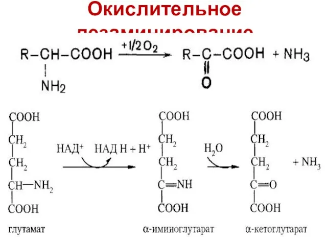 Окислительное дезаминирование