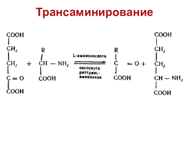 Трансаминирование