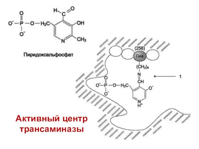 Активный центр трансаминазы