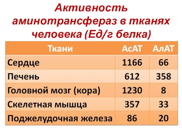 Активность аминотрансфераз в тканях человека (Ед/г белка)