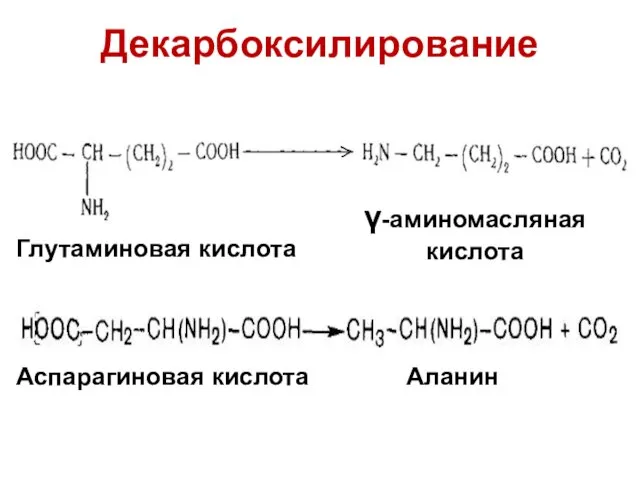 Декарбоксилирование Аспарагиновая кислота Аланин Глутаминовая кислота γ-аминомасляная кислота