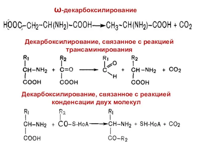 ω-декарбоксилирование Декарбоксилирование, связанное с реакцией трансаминирования Декарбоксилирование, связанное с реакцией конденсации двух молекул