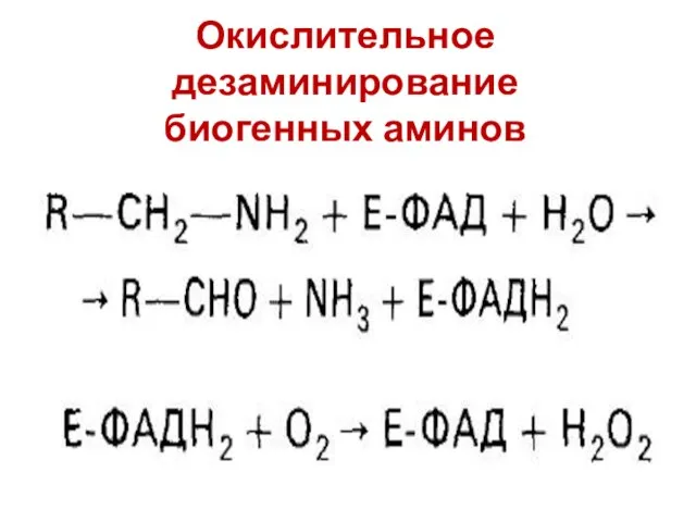 Окислительное дезаминирование биогенных аминов