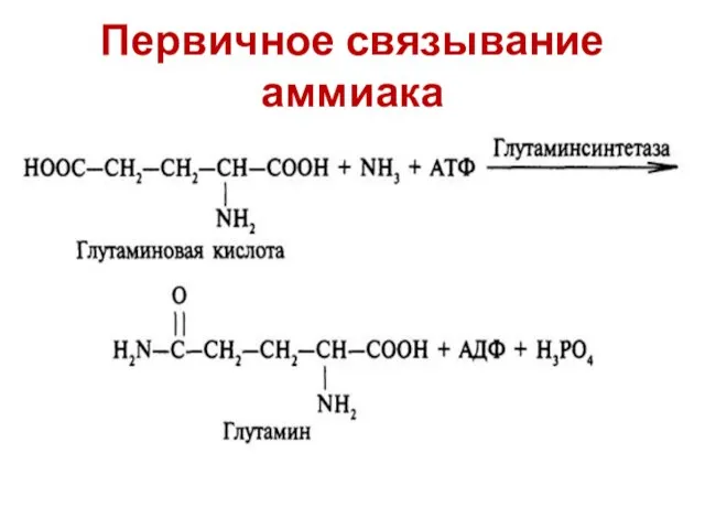 Первичное связывание аммиака