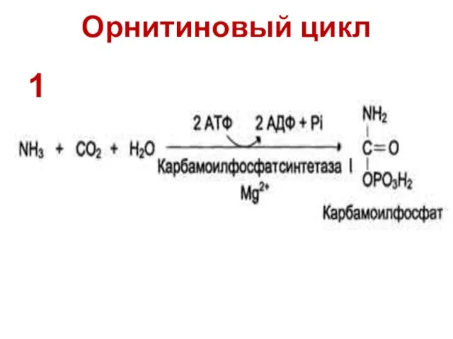 Орнитиновый цикл 1