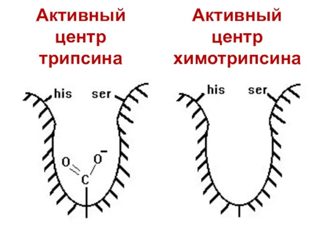 Активный центр трипсина Активный центр химотрипсина