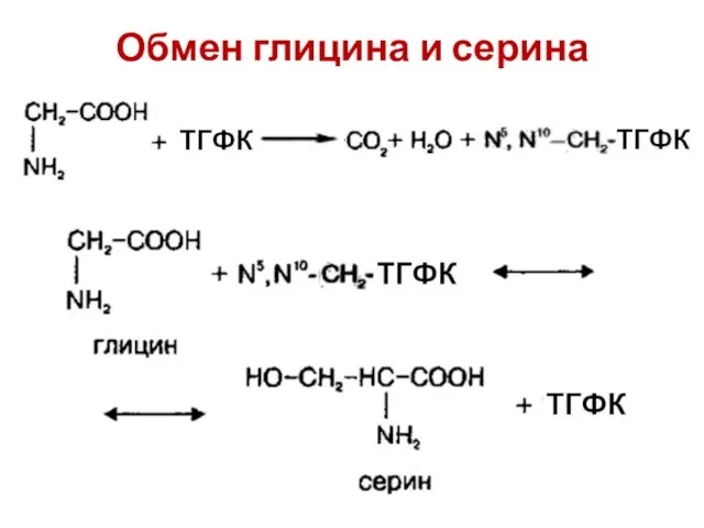 Обмен глицина и серина