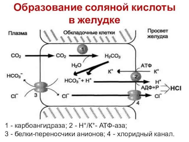 Образование соляной кислоты в желудке 1 - карбоангидраза; 2 - Н+/К+-