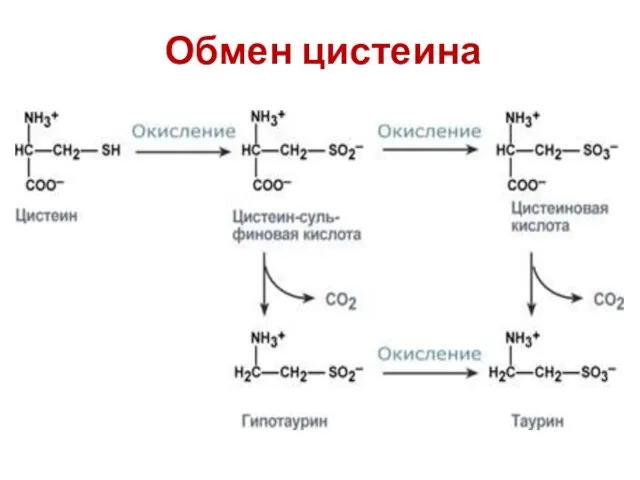 Обмен цистеина