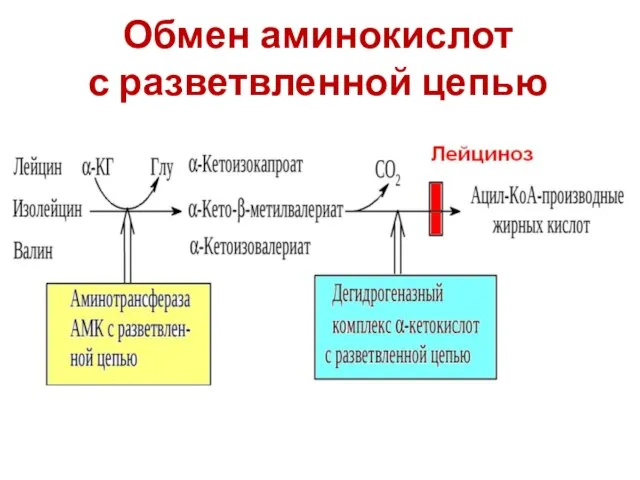 Обмен аминокислот с разветвленной цепью