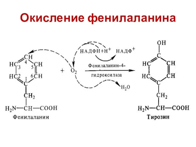 Окисление фенилаланина