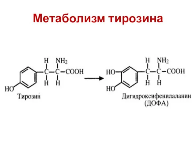 Метаболизм тирозина