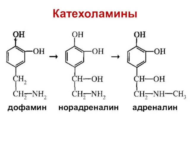 Катехоламины дофамин норадреналин адреналин