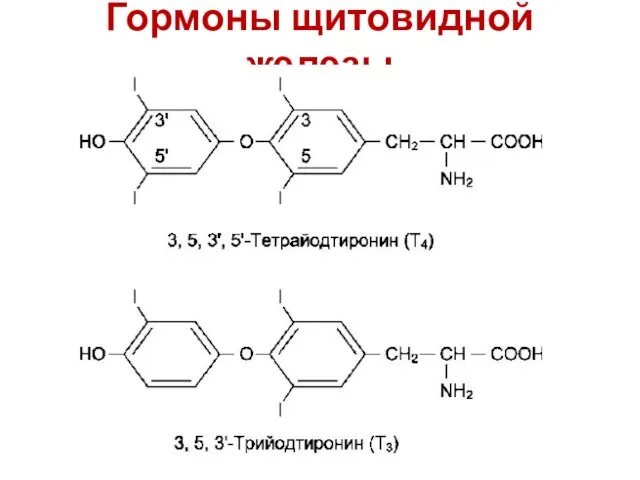 Гормоны щитовидной железы