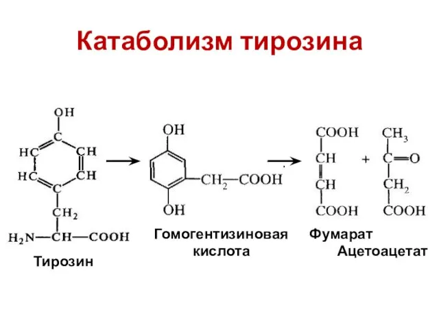 Катаболизм тирозина Гомогентизиновая кислота Фумарат Ацетоацетат Тирозин