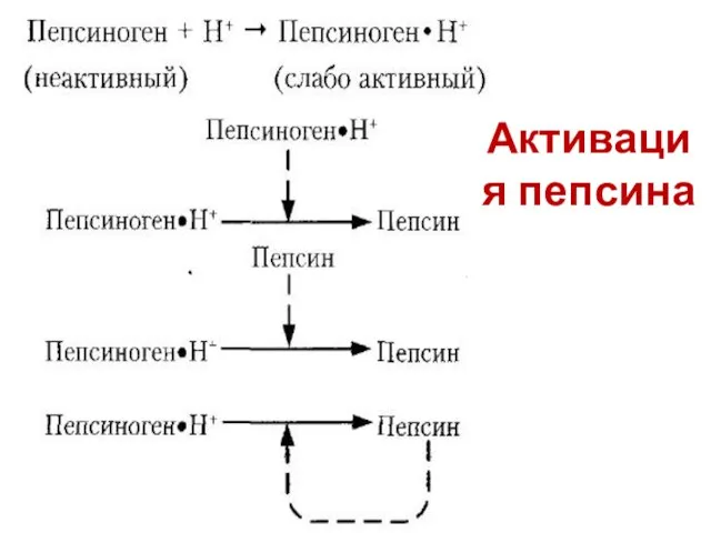 Активация пепсина