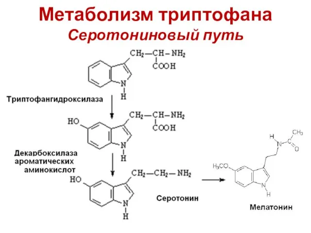 Метаболизм триптофана Серотониновый путь