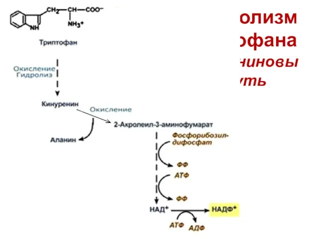 Метаболизм триптофана Кинурениновый путь