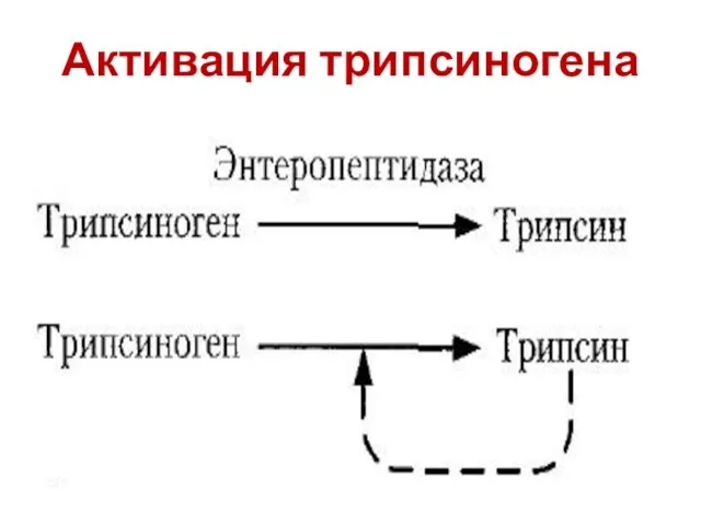 Активация трипсиногена