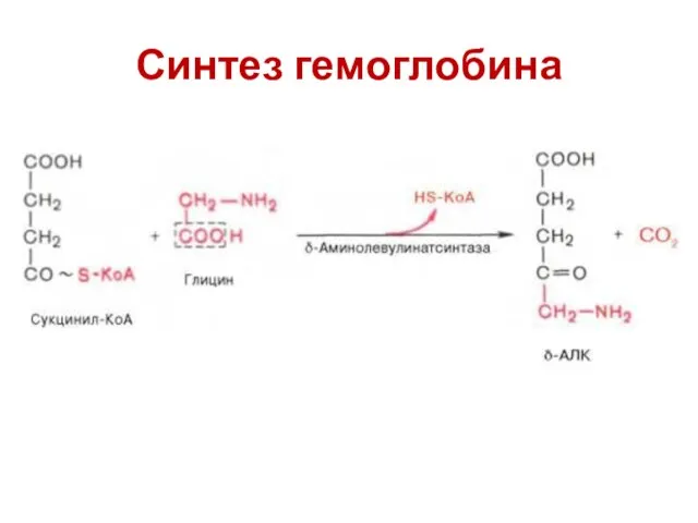 Синтез гемоглобина