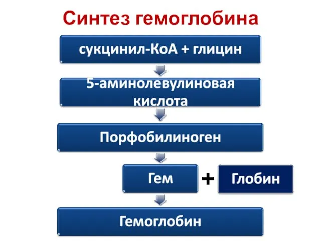 Синтез гемоглобина +