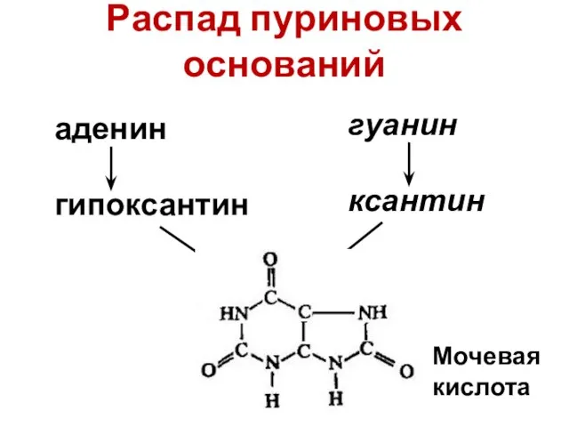 Распад пуриновых оснований аденин гипоксантин гуанин ксантин Мочевая кислота