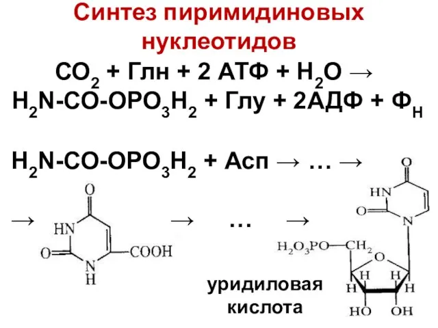 Синтез пиримидиновых нуклеотидов СО2 + Глн + 2 АТФ + Н2О