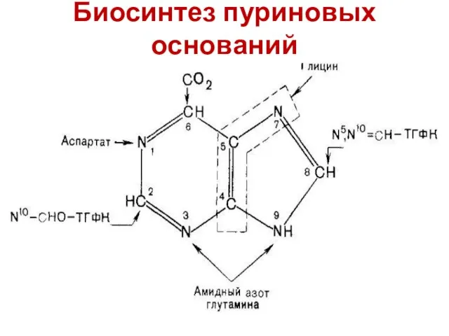 Биосинтез пуриновых оснований