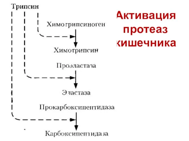 Активация протеаз кишечника