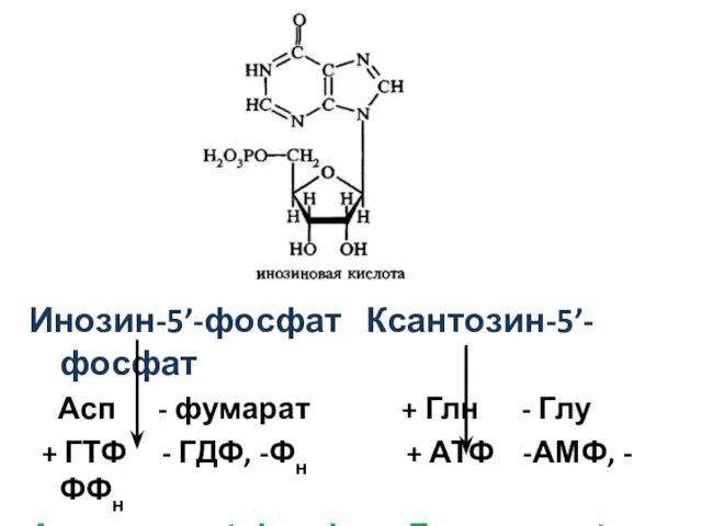 Инозин-5’-фосфат Ксантозин-5’-фосфат + Асп - фумарат + Глн - Глу +