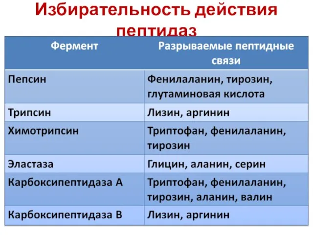 Избирательность действия пептидаз