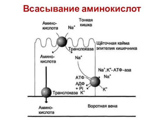 Всасывание аминокислот