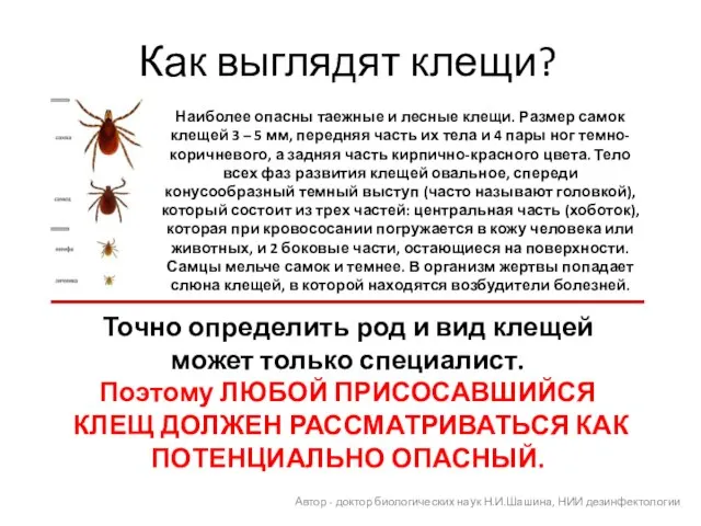 Как выглядят клещи? Наиболее опасны таежные и лесные клещи. Размер самок