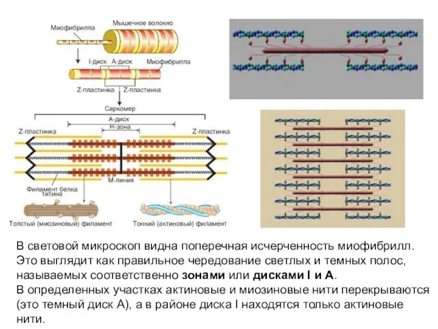 В световой микроскоп видна поперечная исчерченность миофибрилл. Это выглядит как правильное