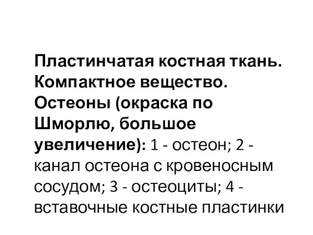 Пластинчатая костная ткань. Компактное вещество. Остеоны (окраска по Шморлю, большое увеличение):