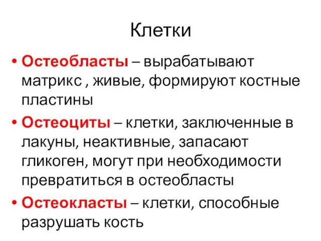 Клетки Остеобласты – вырабатывают матрикс , живые, формируют костные пластины Остеоциты