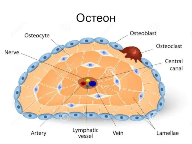 Остеон