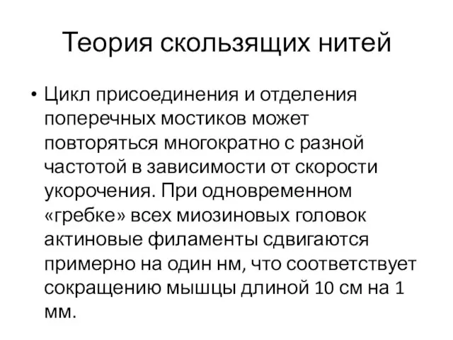 Теория скользящих нитей Цикл присоединения и отделения поперечных мостиков может повторяться