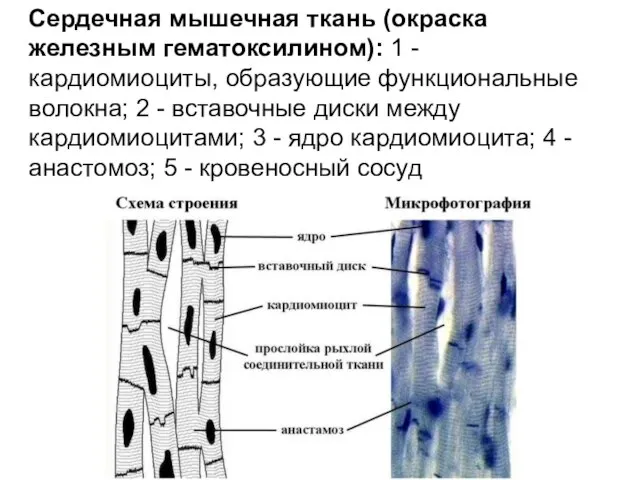 Сердечная мышечная ткань (окраска железным гематоксилином): 1 - кардиомиоциты, образующие функциональные