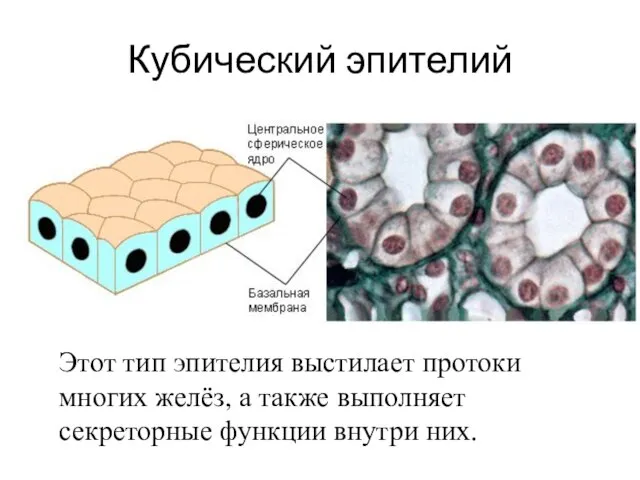 Кубический эпителий Этот тип эпителия выстилает протоки многих желёз, а также выполняет секреторные функции внутри них.